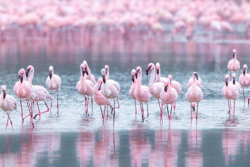 Lake Nakuru National Park - Nakuru - Kenya - Booked ai