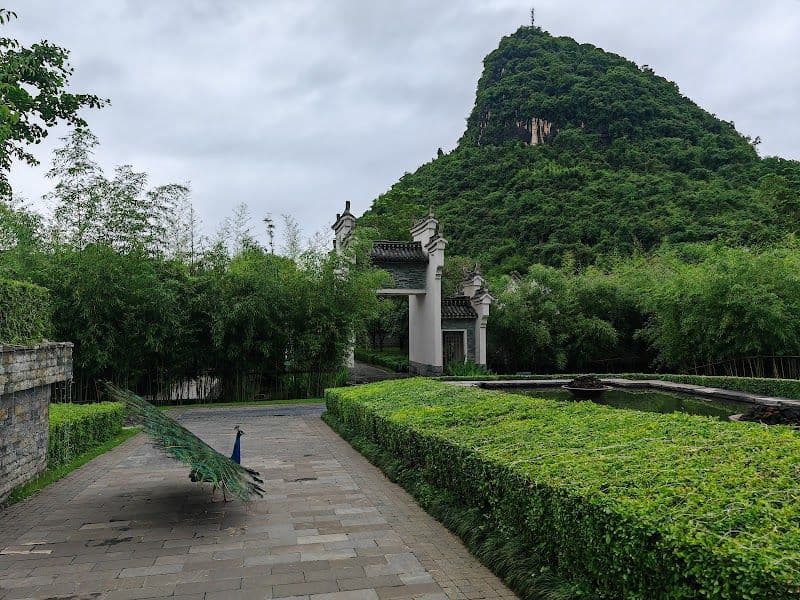 Guilin Banyan Tree Yangshuo