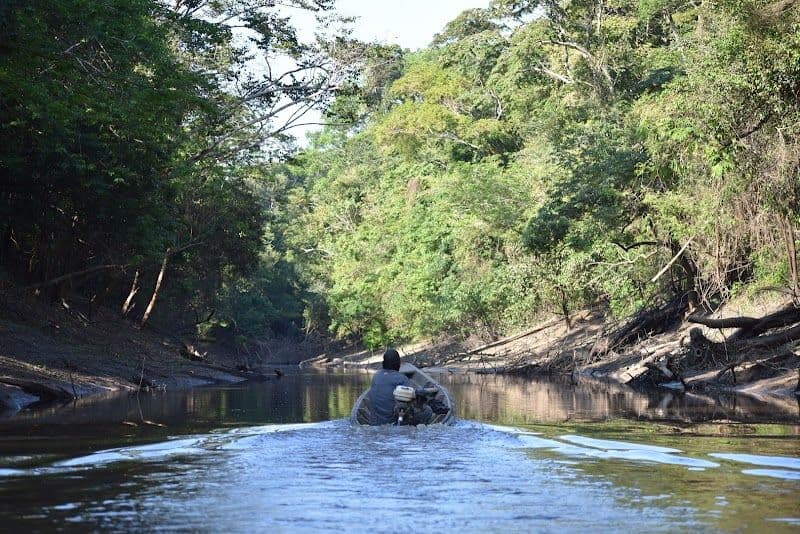 Explore the Amazon Rainforest on a Guided Jungle Tour