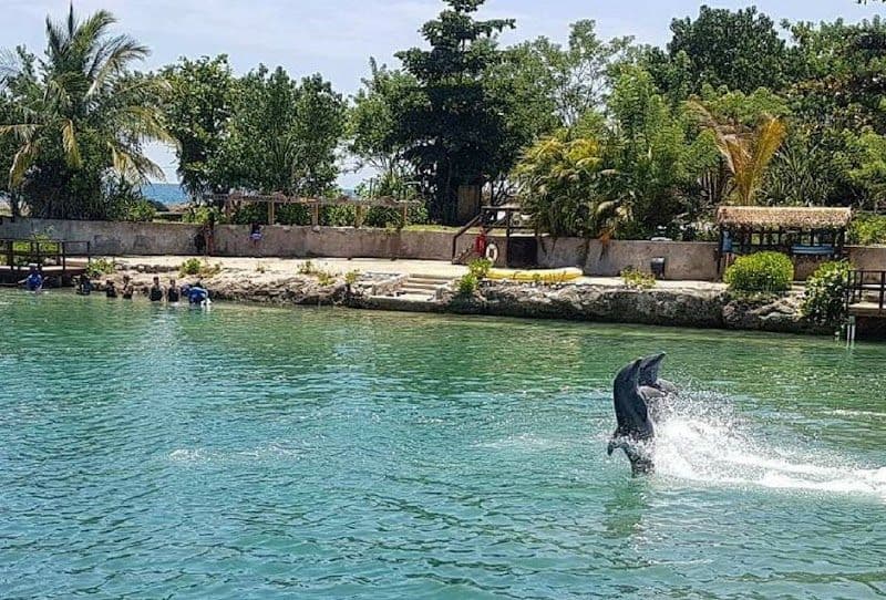 Dolphin Cove Negril