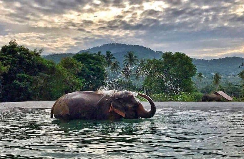 Samui Elephant Sanctuary