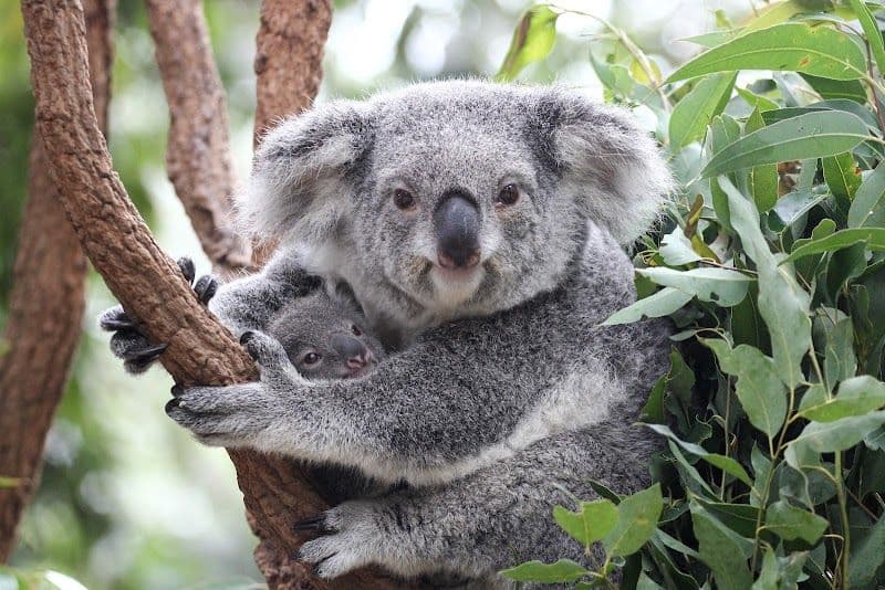 Lone Pine Koala Sanctuary