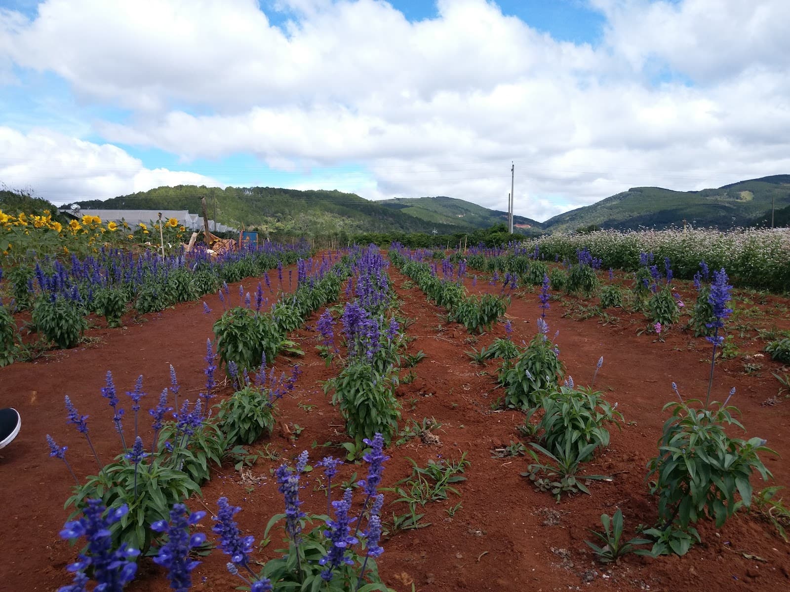 Choy Flower Garden - Dalat - Vietnam