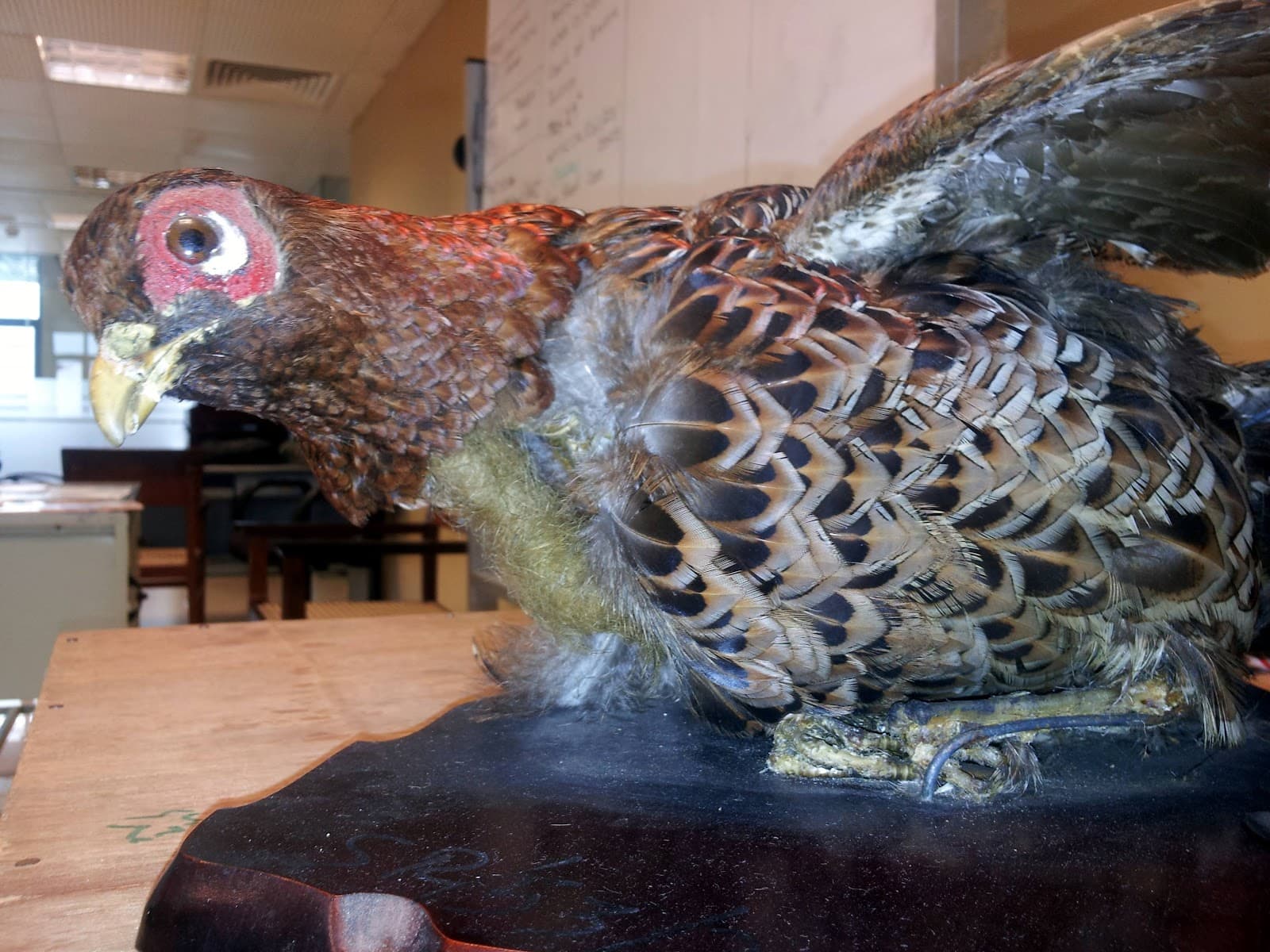 CBHQ1 Sri Lanka Customs Museum சுங்க நூதனசாலை - Colombo - Sri Lanka