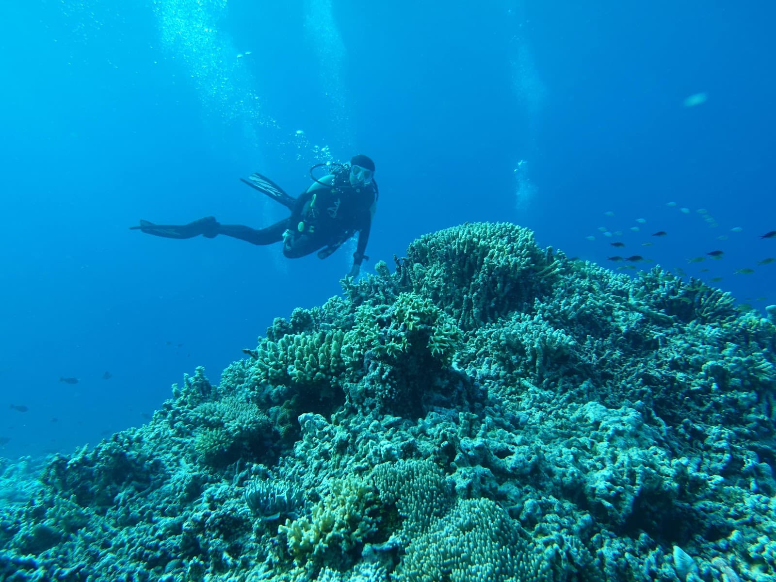 Tubbataha Reef - Palawan - Philippines