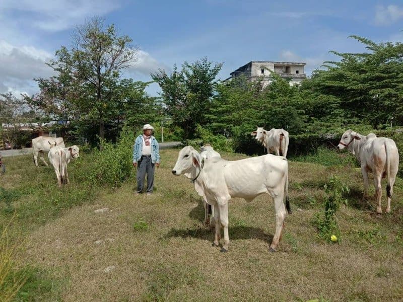 Discovering Kampong Cham's Hidden Treasures