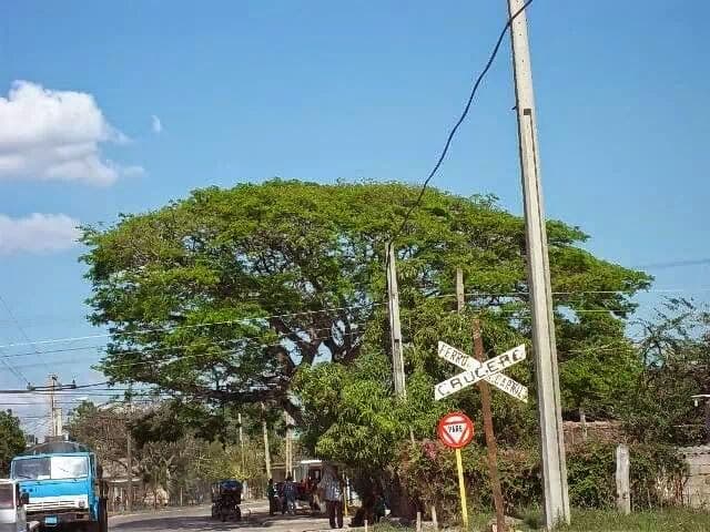 The Carob Tree - Ciego de Avila - Cuba - Booked ai