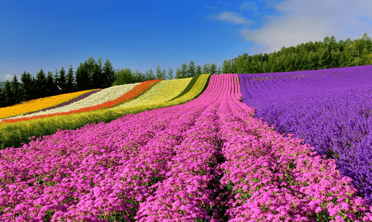 1. Japan: Where Tradition Meets Modernity