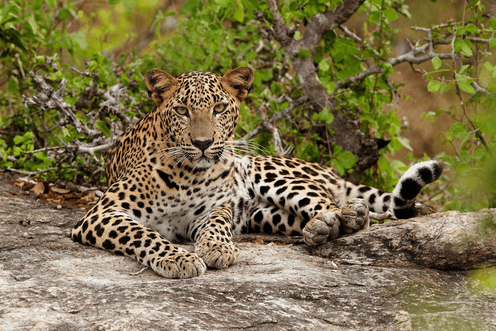 2. Sri Lanka: A Tropical Paradise