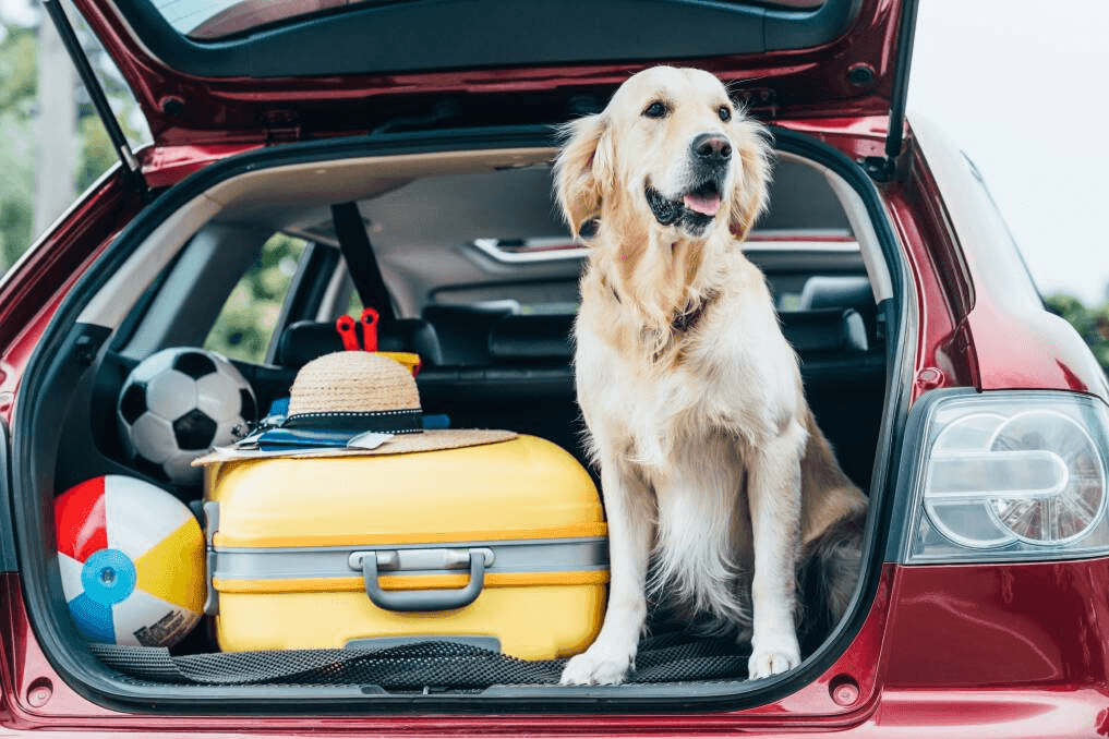 Choosing a Pet-Friendly Destination