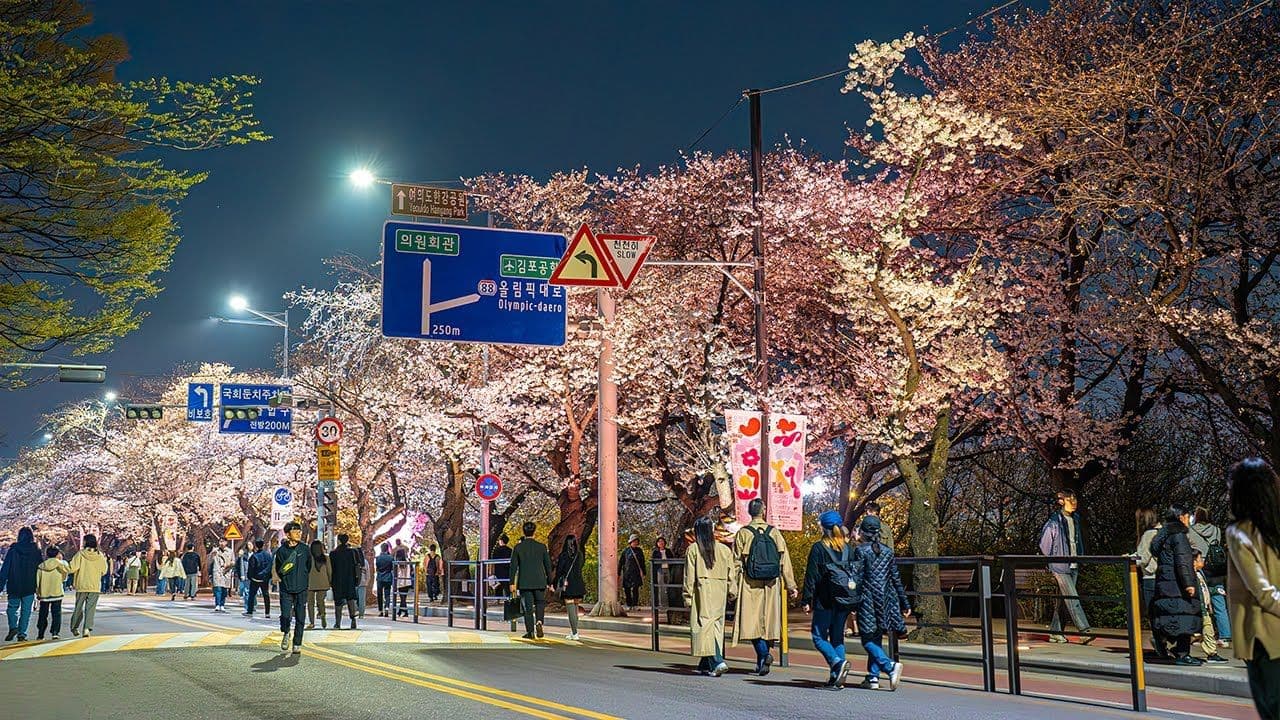 The Best Places to Watch the Cherry Blossoms in South Korea