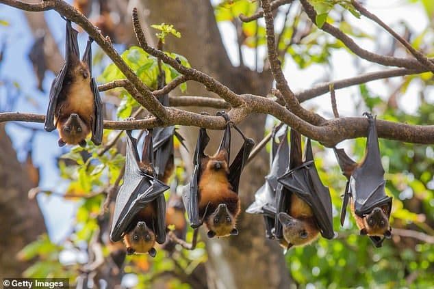 Experience Flying Foxes in Brisbane, Queensland