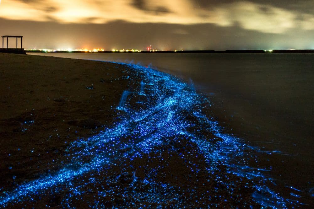 Top 10 Places To Experience Bioluminescent Beaches