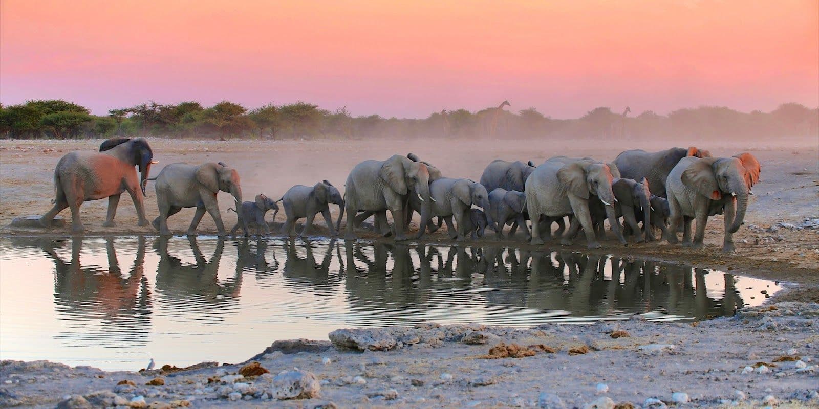 Etosha National Park, Namibia
