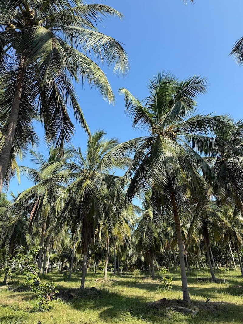 Coconut Cultural Park - Kalkudah - Sri Lanka - Booked ai