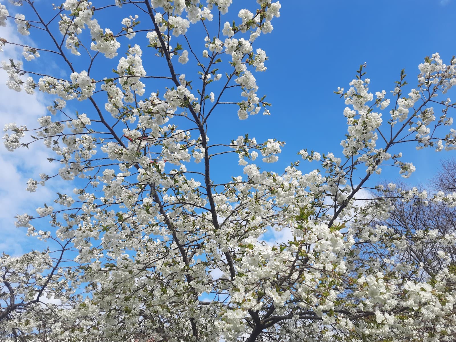 Morningside Park and Garden - Edinburgh - United Kingdom