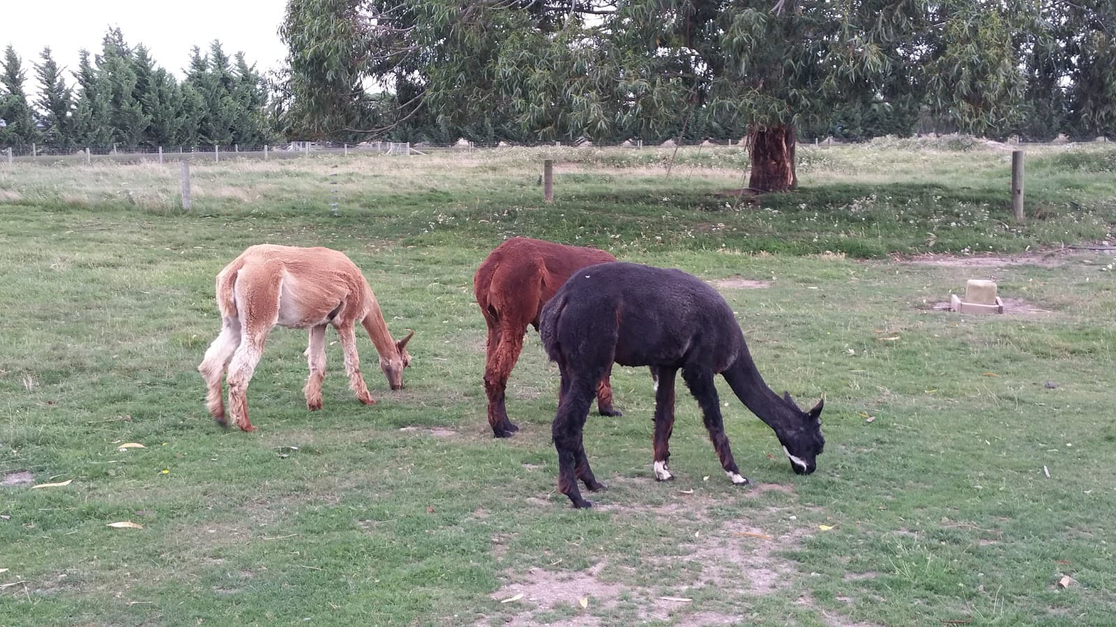 Eden Gardens Motel - Oamaru - New Zealand