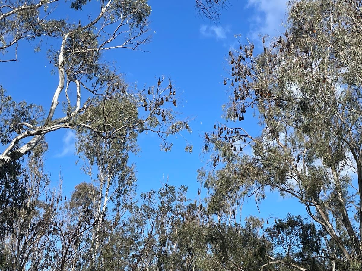 Grey Headed Flying Fox Habitat - Melbourne - Australia