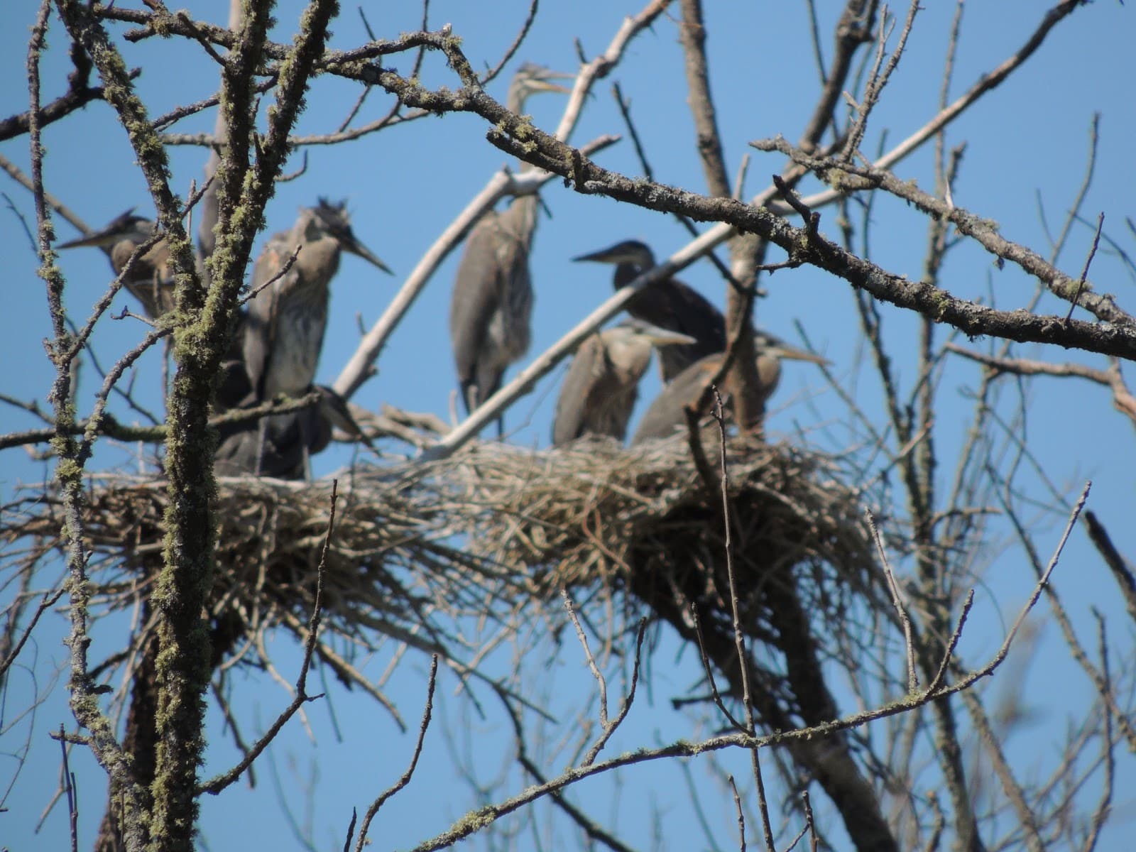 Beaver Hollow - Bayfield - USA