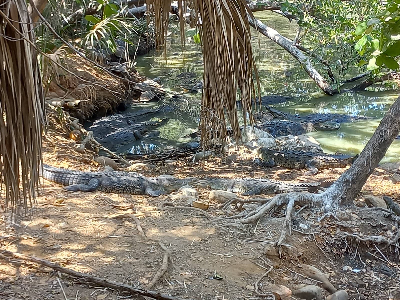 Cocodrilario Playa Linda - Zihuatanejo - Mexico