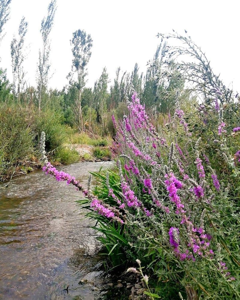 Borujerd Travel Tips and Attractions